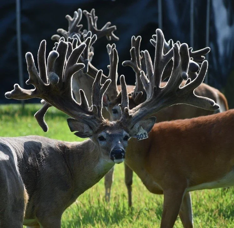 Breeder Bucks — Wide & High Whitetails